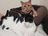 💕Traumpaar Angelo und Ginger💕 - Eislingen (Fils)