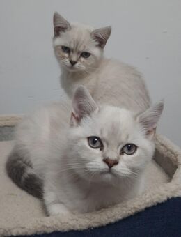 4 niedliche Britisch Kurzhaar Kitten zu verkaufen - Bennewitz