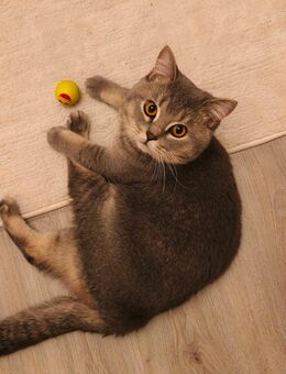 Kuscheliger BKH Kater - Duisburg
