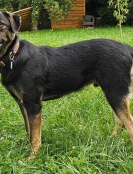 HULK - in 35799 Merenberg - Linden (Hessen)