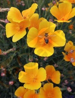 Goldmohn Samen Mohnwiese Steingärten Island Mohnpflanze Mohn gelb (lat. Eschscholzia californica) Mohnblume Samen mehrjaehrig Winterhart bee heimisches Biene garden Geschenk Saatgut Samen Geschenk Freunde Biene Mohnfeld Frühling SWR Vatertag Blumenwiese - Pfedelbach