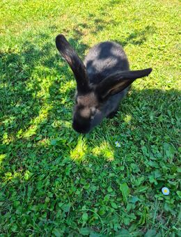 Deutscher Riese / Riesenschecken Mischling Hase Kaninchen - Hirzenhain