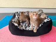 BKH Kitten Katzen 4 Stück - Augsburg