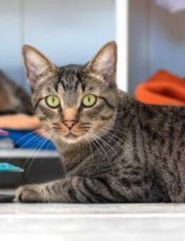 Kater Toppy - Bochum