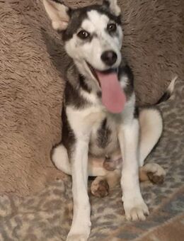 Yukon - Mönchengladbach