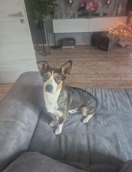 Titel: 🐾 Timmy – sensibler, liebevoller Rüde sucht ruhiges Für-immer-Zuhause 🐾 - Stöttwang