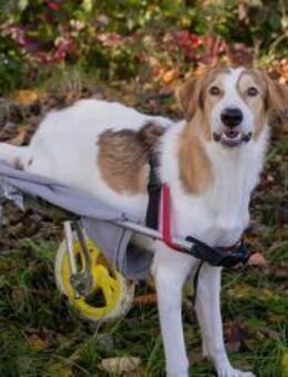 KRUMEL - zugänglich und freundlich - Overath