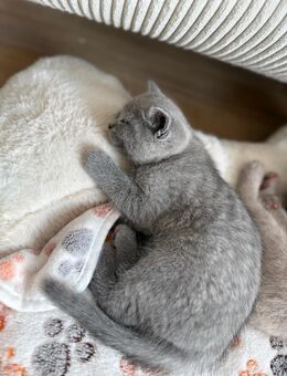 Britisch Kurzhaar Kitten in der Farbe blue - Dettenheim