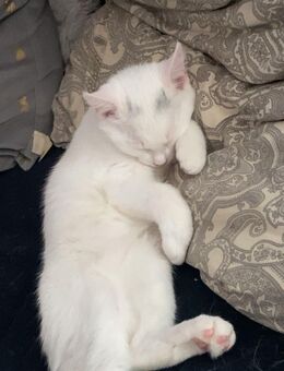 Geschwister abzugeben (nur zusammen) Junge und Mädchen - Haan