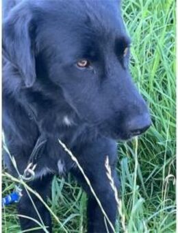 Amor - wartet in 91083 Baiersdorf - Oberwies