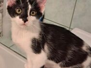 Isabella, ca.3,5 Monate, Zuhause gesucht - Grimburg