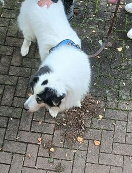 Pyrenäenberghund abzugeben - Betzdorf