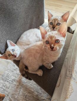Bengalkatzen - Sundern (Sauerland)