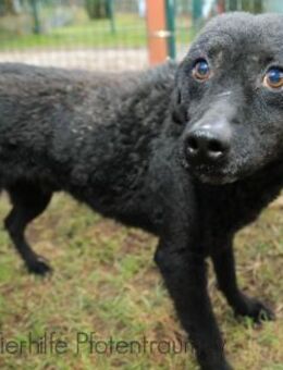 CHIP - treu und intelligent - Linden (Hessen)