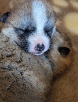 Akita Inu Welpen - Berlin Mitte