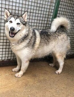 Saphira - Sanfte Schönheit - Obertshausen