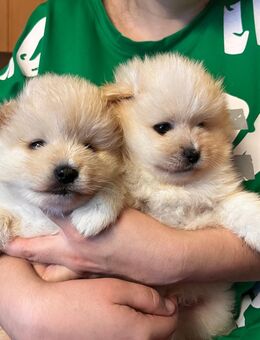 Reinrassige Pomeranian Welpen - Kyritz