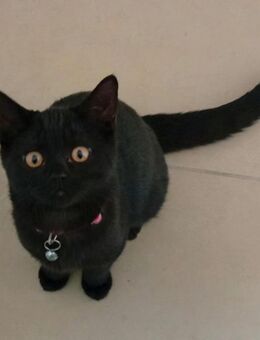 Seltene Reinrassige Bombay Kitten - Illingen (Saarland)