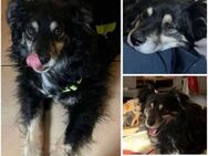 LANAR -toller Familienhund- - Duisburg