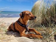Ridgeback Hündin abzugeben - Norderstedt