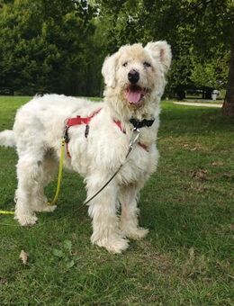 Rudolfine - verspielt & verschmust - Kallmünz