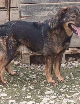 Freundlicher junger Anton sucht Familie - Laufen