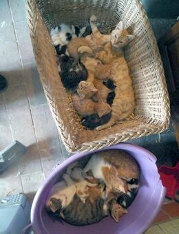 verwöhnte Katzenbabys Katzenbaby Kater Katze Kitten - Callenberg