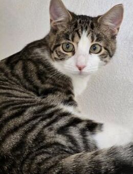 Kätzchen Sally hat ihren Koffer gepackt - Lalendorf