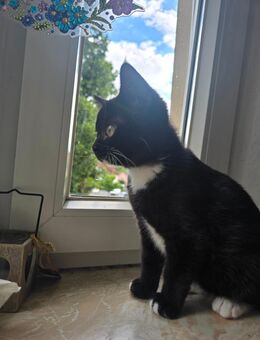 Wunderschöne Britisch Kurzhaar Kitten - Hildburghausen