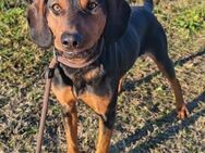 Ruhiger Jimmy 💗 sucht liebe Menschen - Hamburg