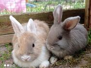 Zwergkaninchen Paar, kastrierter Bock u zibbe 10 Wochen - Zarrentin (Schaalsee)