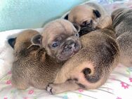5 wundervolle Französische Bulldoggen Welpen - Willingen (Upland)