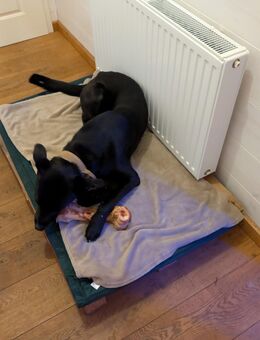 Mischlings Hund - Haldensleben