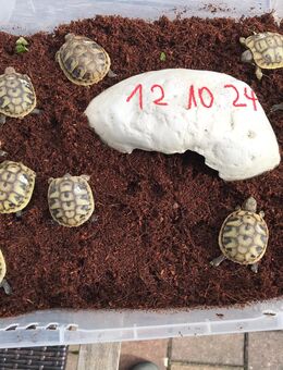Griechische Landschildkröten - Schlupf 2024 - Rammingen (Bayern)