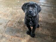 Cane Corso Welpe sucht noch ein Zuhause - Drees