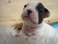 Französische Bulldogge Welpe - Allstedt