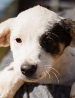 Welpe FLOCKI🩵süßer Schelm auf 4 Pfoten - Hamburg