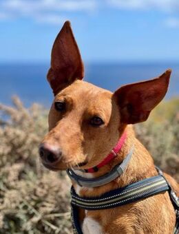 Matu - Podenco Andaluz Mix - Bad Camberg
