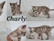 Mini Leoparden mit Stammbaum - Bruchhausen-Vilsen