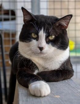 Jacobo - Kater sucht Vertrauensmenschen - Bad Camberg