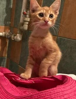 🧡Süßer Babykater Bono🧡 - Eislingen (Fils)