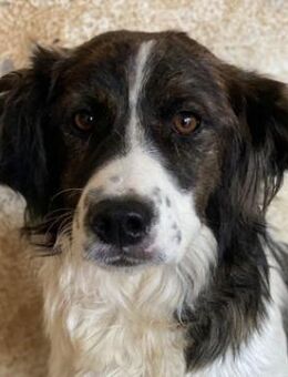 Narris, geb. ca. 01/2024, GRIECHENLAND - Euskirchen