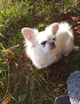 Pekingnesen - Chihuahua - Mixhündin - Oberaula