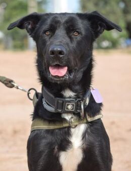 Nero ist ein Traum auf vier Pfötchen - Laatzen