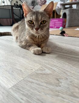 Kätzchen,BKH mix - Bochum Wattenscheid