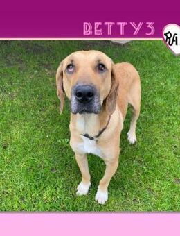 ❤BETTY - ICH WÜNSCHE MIR EINE FAMILIE!❤ - Alfeld (Leine)