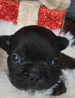 Französische Bulldogge Welpen - Alfeld (Leine)