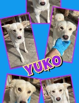 Toller Yuko - bald auf PS! - Nürnberg