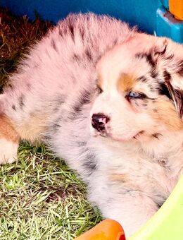 Australian Shepherd Welpen - Dürnau (Regierungsbezirk Stuttgart)