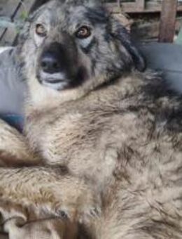 Flauschige Enya sucht ihre Menschen - München